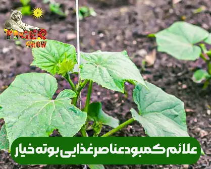 علائم ظاهری کمبود عناصر غذایی مورد نیاز خیار سبز