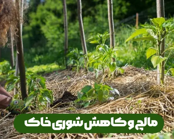 مالچ پاشی و کاهش شوری خاک و اثرات آن