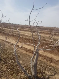 هرسکاری برای درخت و باغات پسته 