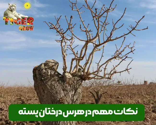 نکات مهم و اساسی در هرس درختان و باغات پسته