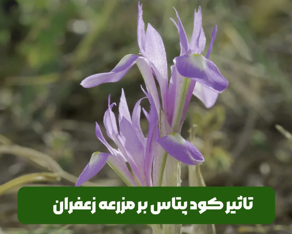 کود پتاسیم و تاثیر آن بر مزرعه کشت زعفران