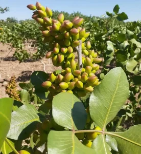 چند توصیه برای افزایش تناژ و برداشت پسته