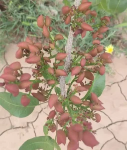 رفع عناصر غذایی درخت پسته