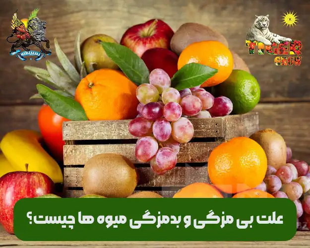 چرا میوه ها بدمزه و بی رمق و هستند ؟ علت قند پایین میوه ها چیست؟