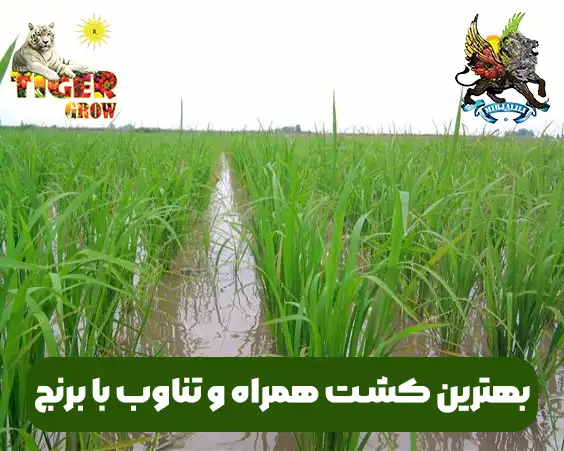 کشت تناوبی و همراه با برنج ا توجه به تغذیه و عناصر مورد نیاز برنج و مقابله با افات