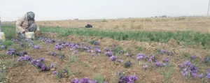 بهترین کشت تناوبی و همراه با زعفران 