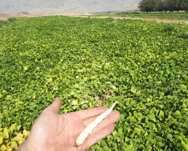 نکات مهم و اساسی در کشت لوبیا