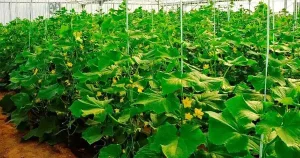 کودها و عناصر مورد نیاز برای خیار و علائم ظاهری کمبود هر یک از آنها در بوته خیار سبز