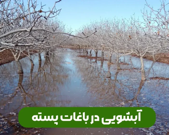 آبشویی درختان و باغات پسته برای کاهش شوری و نمک خاک