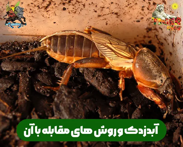 آبدزدک و روش های مقابله ، دفع و نابودی آن