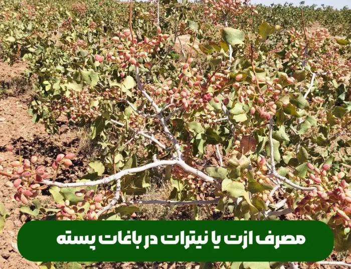 کود ازت و تاثیر آن بر درختان و باغات پسته