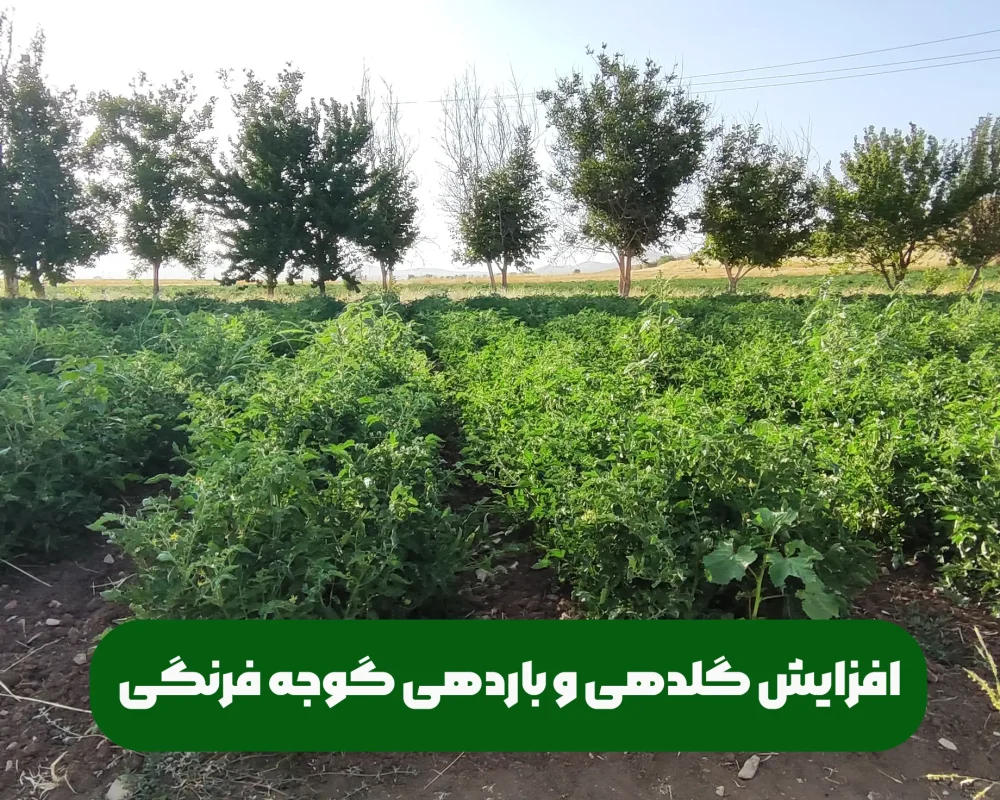 افزایش گلدهی و باردهی گوجه فرنگی