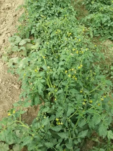 گلدهی و گل بیشتر گوجه با کوددهی اصولی 