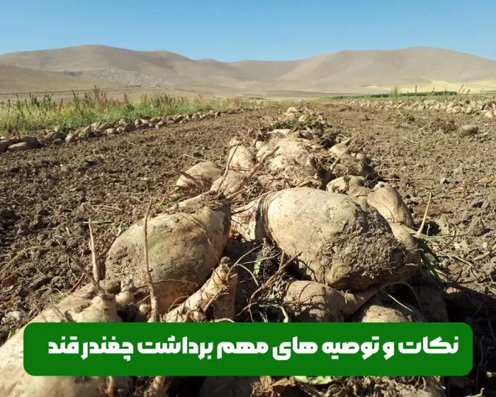 مهم ترین نکات و توصیه های کشاورزی در برداشت چغندر قند