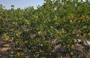 زمان مصرف کودهای ازته یا نیترات برای درختان و باغات پسته