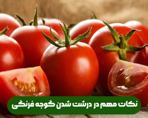 روش های مهم و موثر در درشت کردن و درشت شدن گوجه فرنگی