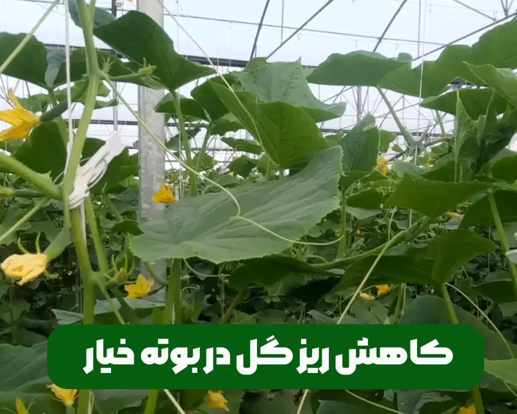 کاهش ریز گل خیار علت و چرایی آن و روش برطرف کردن