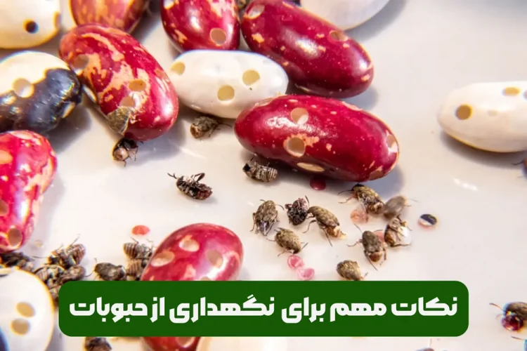 ترفندهای مهم در نگهداری از لوبیا و نخود و سایر حبوبات