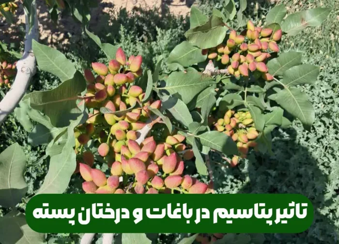 موارد مصرف و فواید استفاده از کود پتاسیم در باغات