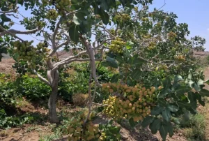 کودهای پتاس و تاثیر آن بر باغات و درختان پسته