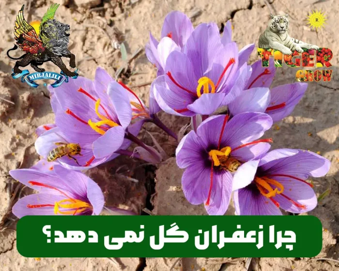علت دیرتر گل دادن یا گل ندادن و ریزش گل زعفران چیست؟