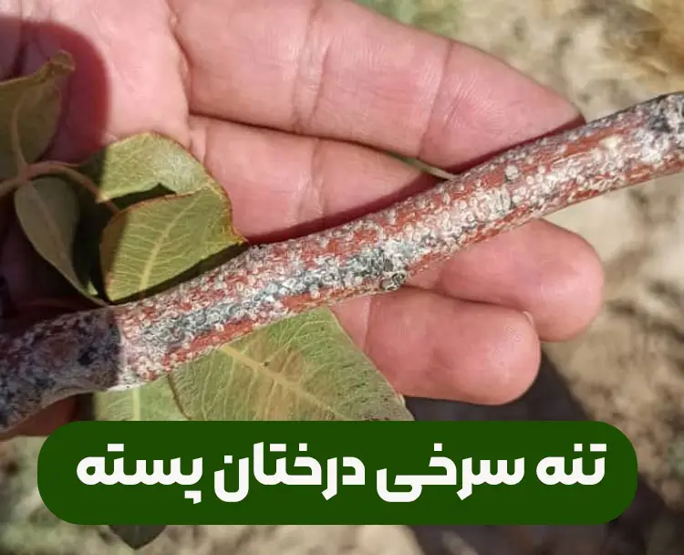 تنه سرخی درختان پسته و علادم و روش های برطرف کردن و پیشگیری از آن