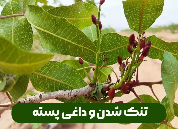 تنک شدن و داغی پسته و روش پیشگیری و کنترل آن