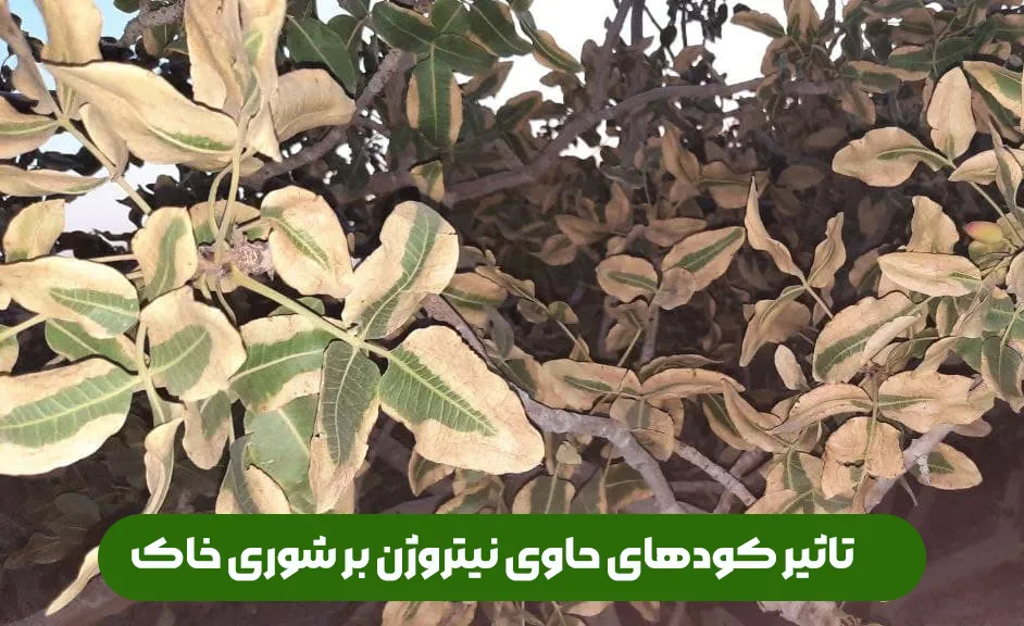 اثرات کودهای ازته یا نیتراته برروی شوری خاک کشاورزی