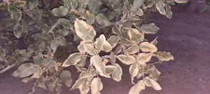کودهای ازته و نیتروژنی و افزایش شوری خاک 