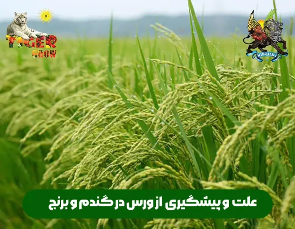 علت ایجاد ورس در گندو جو و برنج و روش های کنترل و پیشگیری از آن