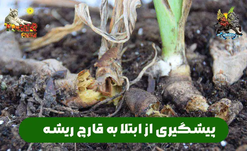 نکات مهم و اساسی برای پیشگیری از ابتلا به قارچ ریشه در گیاهان و درختان