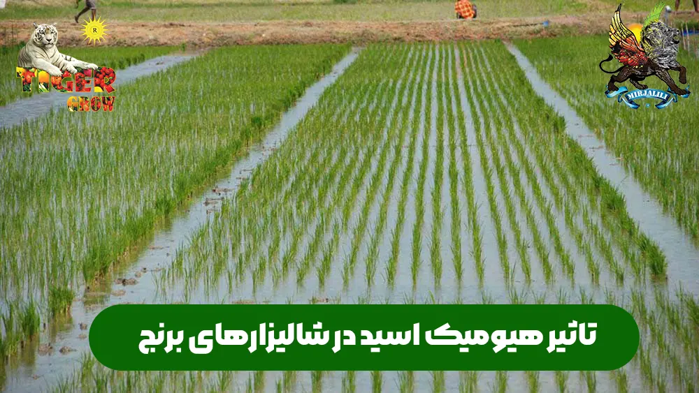 هیومیک اسید و تاثیر آن بر شالیزار و مزارع برنج