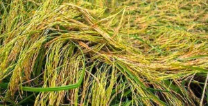 ورس و خوابیدگی گندم و جو و برنج 