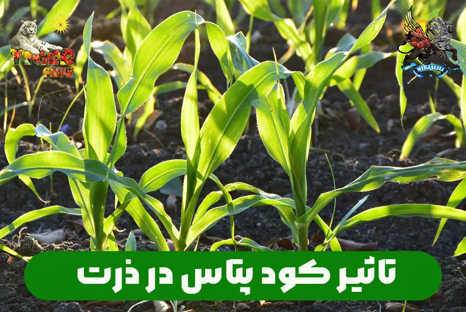 تاثیر کود های حاوی پتاسیم برای ذرت