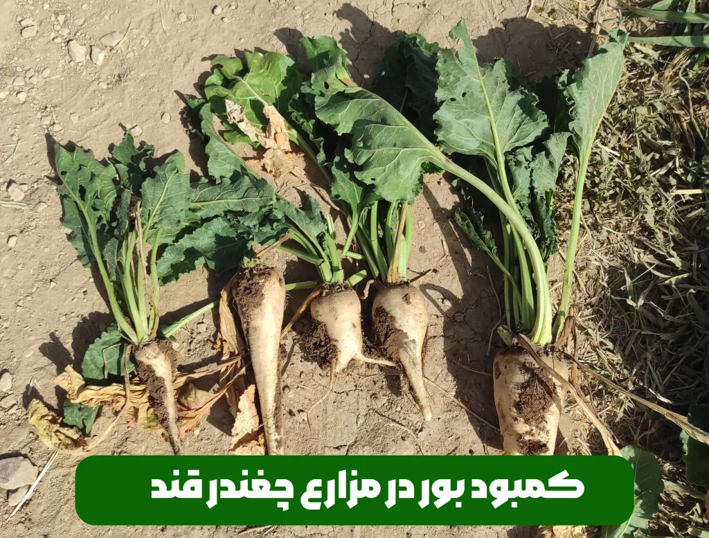 کمبود بور در چغندر قند ، علائم و روش های برطرف کردن آن