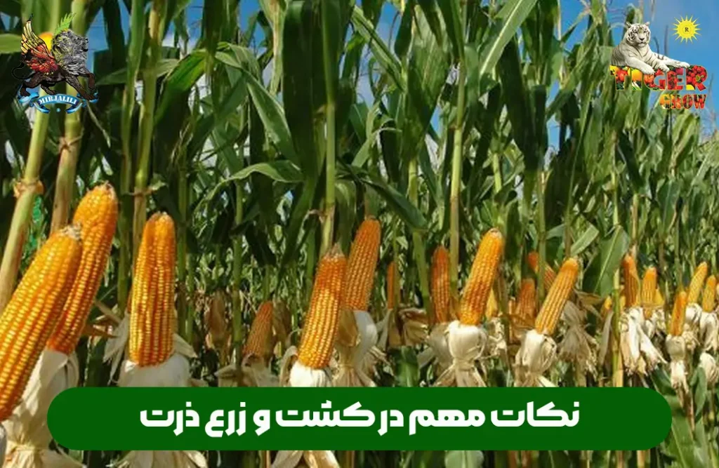 نکات خیلی مهم در کشت ذرت علوفه ای و دانه ای