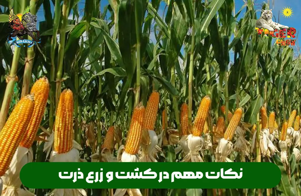 نکات خیلی مهم در کشت ذرت علوفه ای و دانه ای