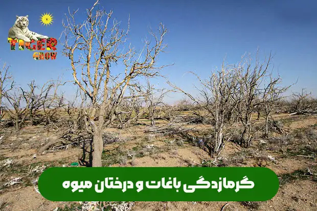 گرمازدگی و آفتاب سوختگی باغات و درختان میوه