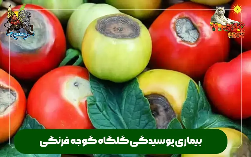 گلگاه گوجه فرنگی و پوسیدگی و روش کنترل آن