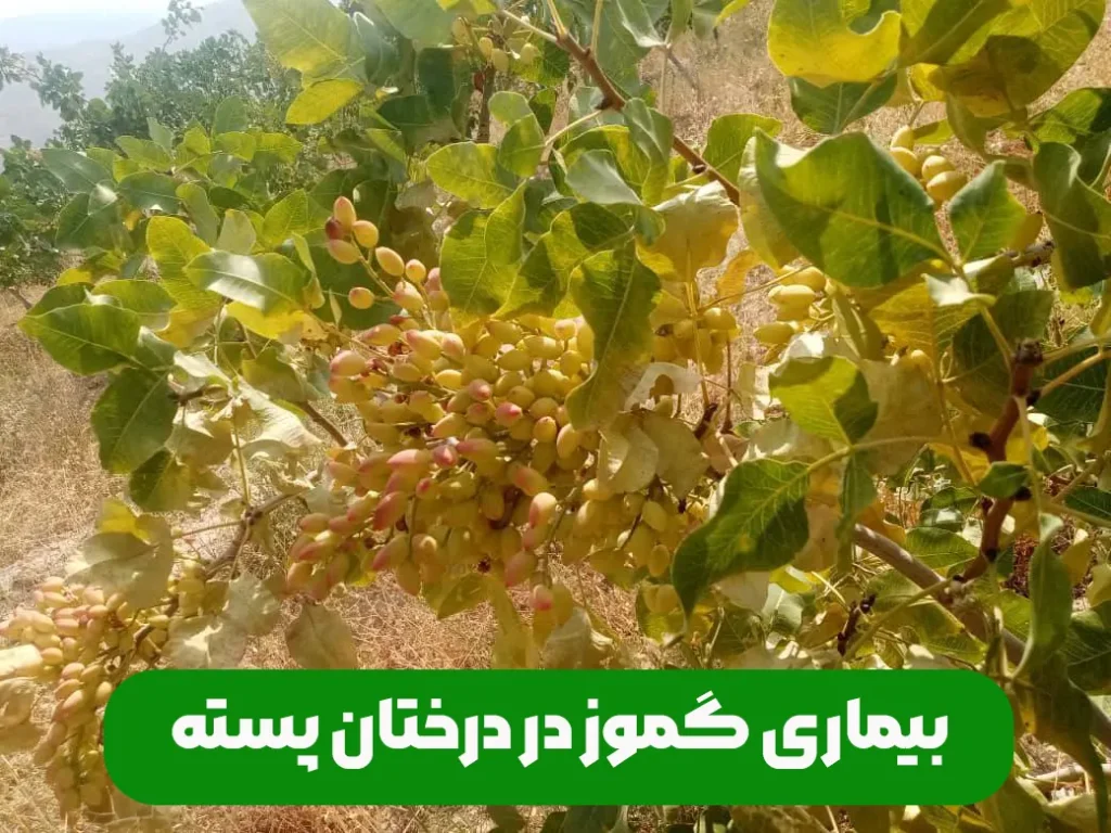 بیماری گموز در درختان و باغات پسته و علائم و نشانه های آن