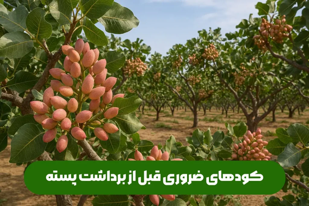 کود برای خندان شدن ، کاهش پوکی پسته قبل از برداشت پسته
