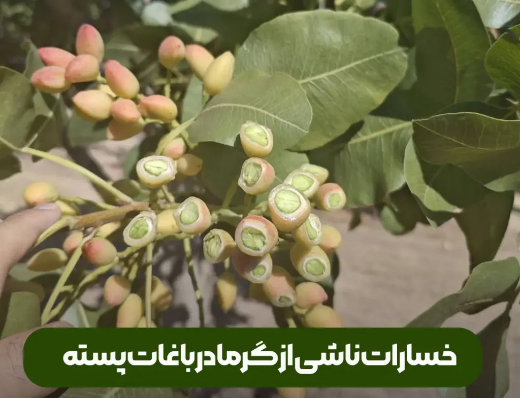 تنش و خسارت های ناشی از گرما در درختان و باغات پسته