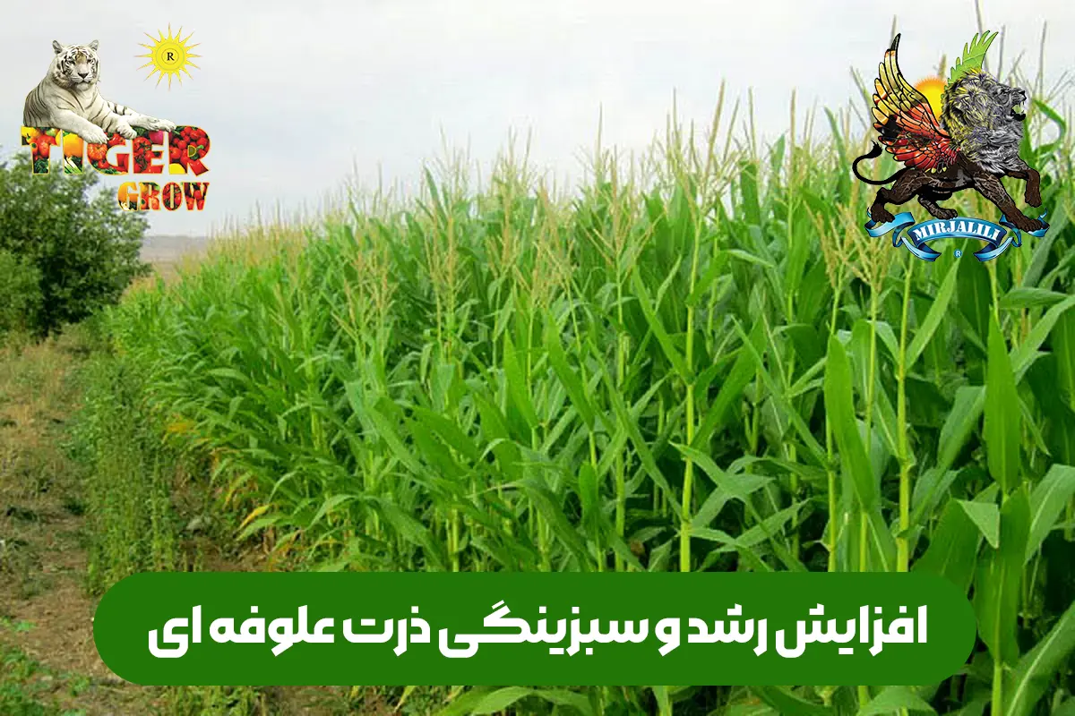 افزایش قد ، رشد و سرسبزی ذرت علوفه ای