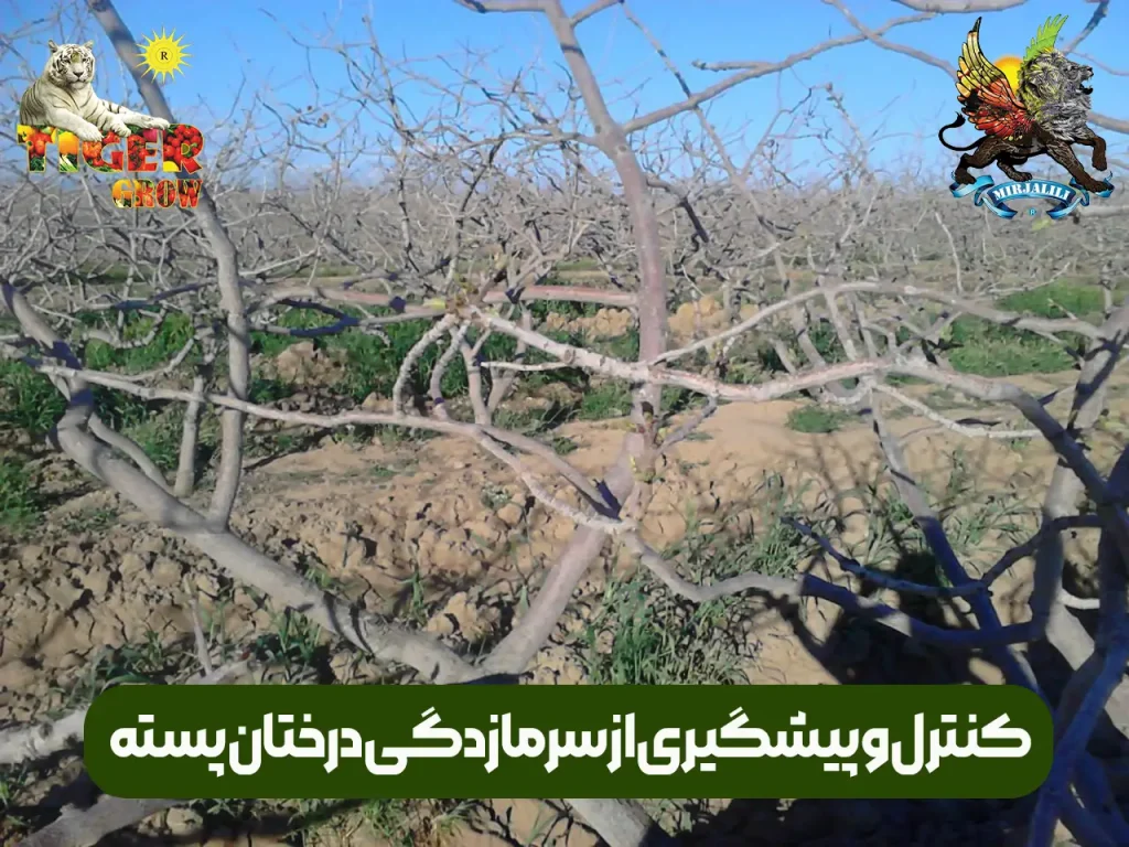 راهکارهای اساسی برای کاهش خسارت سرمازدگی درخت پسته