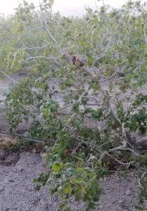 یخ بندان و سرمای شدید در باغات پسته