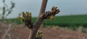 سرمازدگی بهاره درخت پسته 