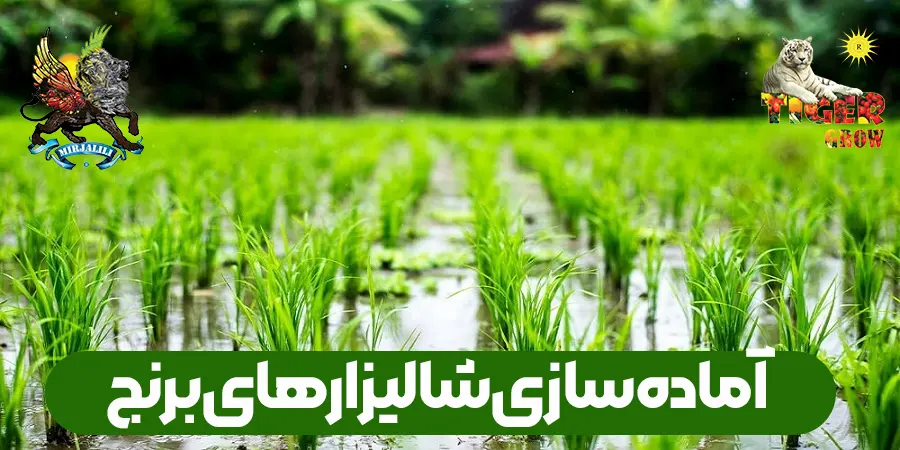 صفر تا صد آماده سازی زمین شالیزارهای برنج