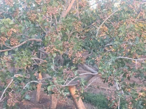 کود قبل از برداشت پسته