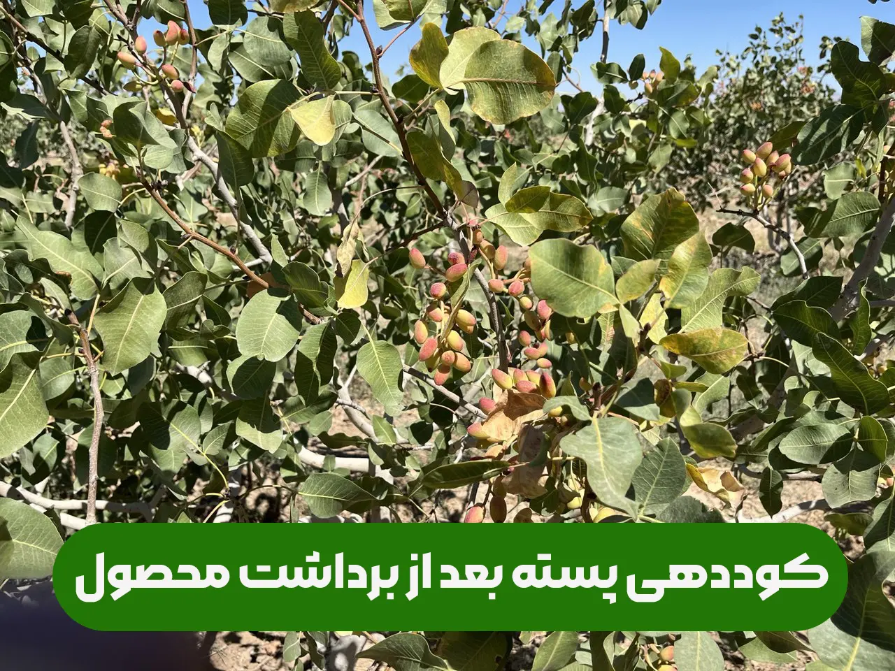 کود دادن به پسته بعد از برداشت پسته