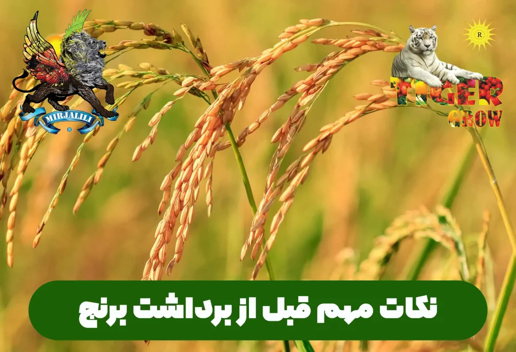 نکات مهم و ضروری قبل از برداشت برنج نظیر کوددهی برنج قبل از برداشت